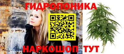 прущие крисы Камышлов